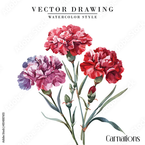 Watercolor carnation sim carnations clipart floral vector