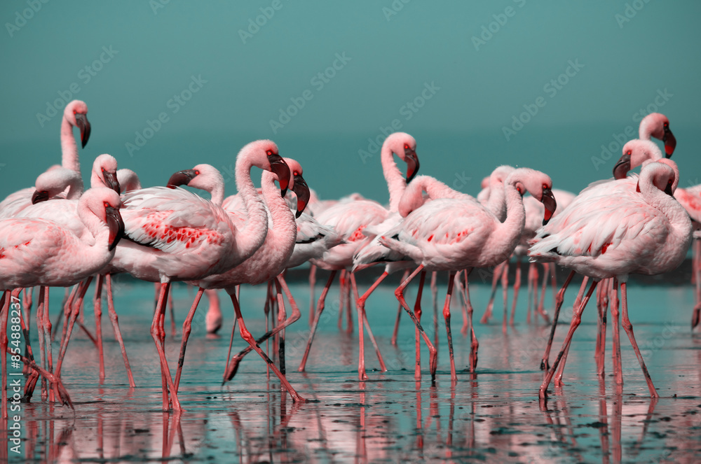 Obraz premium Wild african birds. Group birds of pink african flamingos walking around the blue lagoon