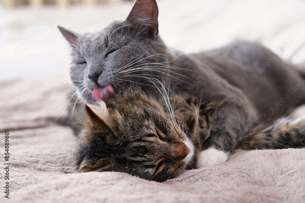 Adorable video with tender moments of interaction between two gray striped cats. 2 feline groom each other's paws, faces, and cuddle. Warmth and coziness of family bonds. Friendship our beloved pets Adorable video with tender moments of interaction between two gray striped cats. 2 feline groom each other's paws, faces, and cuddle. Warmth and coziness of family bonds. Friendship our beloved pets