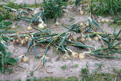 Onion plants in the field infected by fungal diseases Stemphylium Leaf Blight of Onion and Peronospora destructor causes downy mildew on leaves. photo