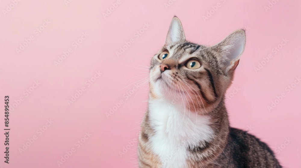 Rescued cat with disabilities on pink background gazing at camera Rescued cat with disabilities on pink background gazing at camera