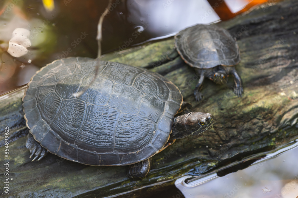 Obraz premium Two wild turtles are sitting on a tree trunk in a small lake