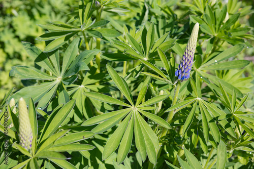 Frisch erblühte Blaue Lupinen in Skandinavien