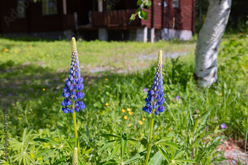 Frisch erblühte Blaue Lupinen in Skandinavien