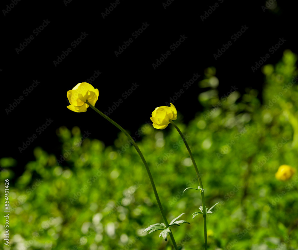 Obraz premium Trollblumen vor dunklem Hintergrund