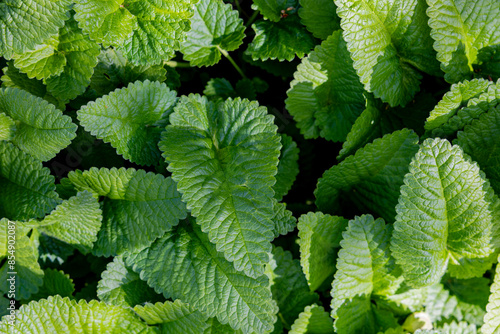 Grüne Blätter im sommer nahaufnahme