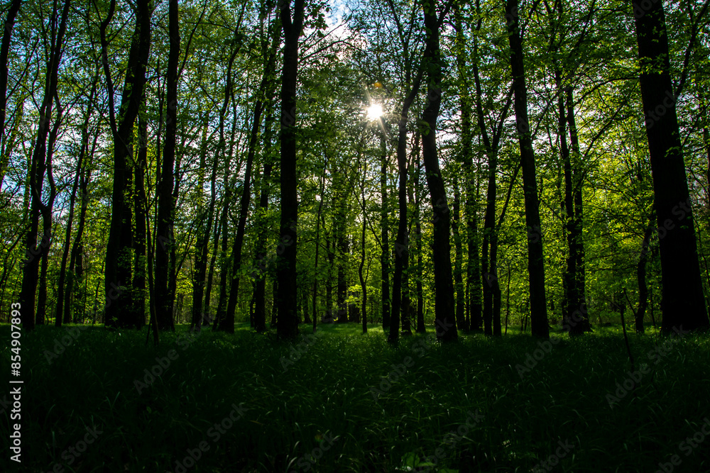 Obraz premium interior of a deciduous forest in spring