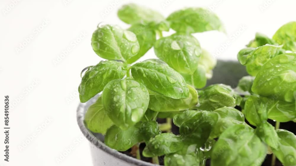 Water sprayed fresh green wet basil leaves with water drops in a metal vintage pot on a white background, sunny day, organic food video with copy space Water sprayed fresh green wet basil leaves with water drops in a metal vintage pot on a white background, sunny day, organic food video with copy space