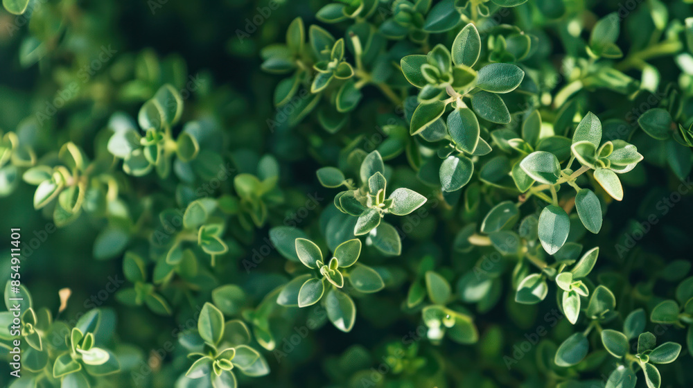 A close-up view of green thyme plant leaves illuminated by sunlight A close-up view of green thyme plant leaves illuminated by sunlight