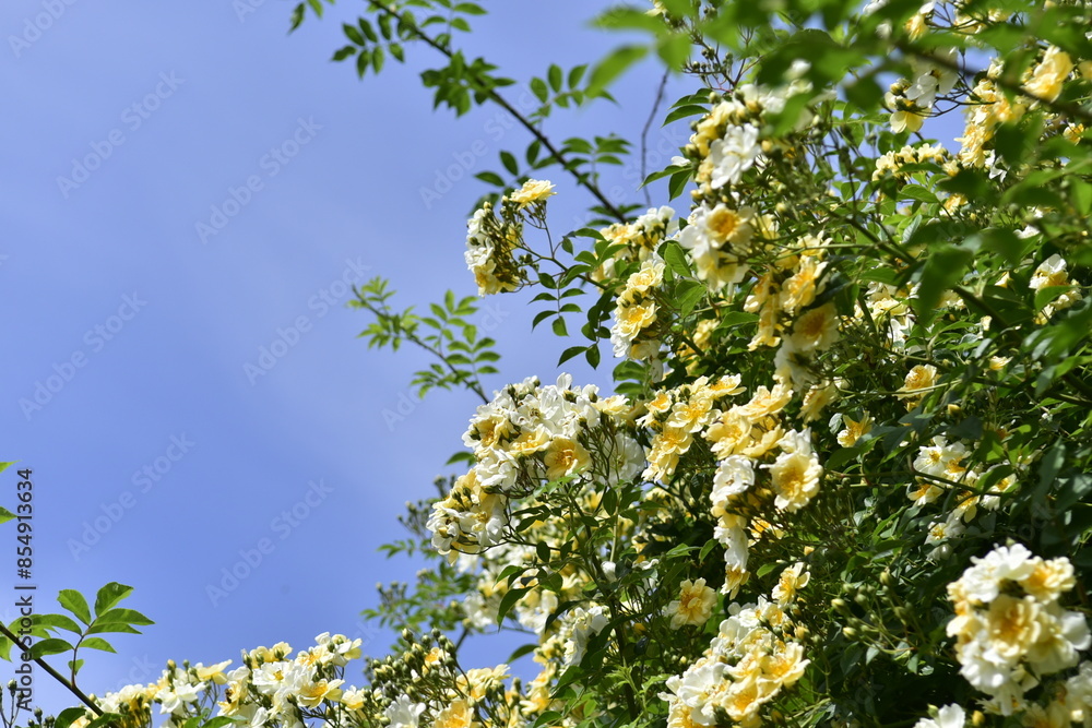 Herbaciane, żółte, pomarańczowe róże, krzewy, pąki, wiele kwiatów, różanecznik  