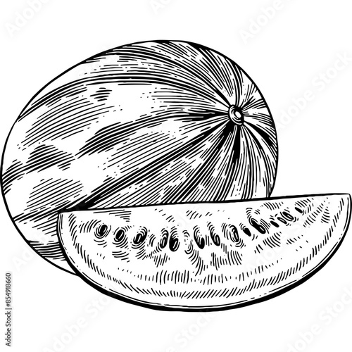 Hand drawn Watermelon Sketch Illustration