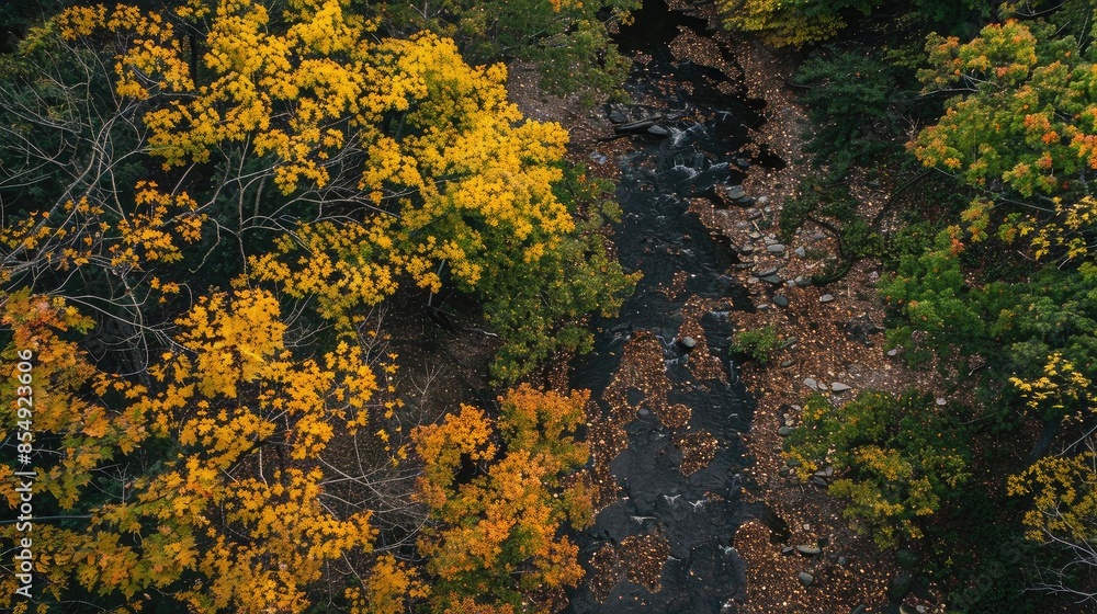 Aerial view of an autumn forest with a winding river, showcasing vibrant yellow and green foliage in a natural landscape.