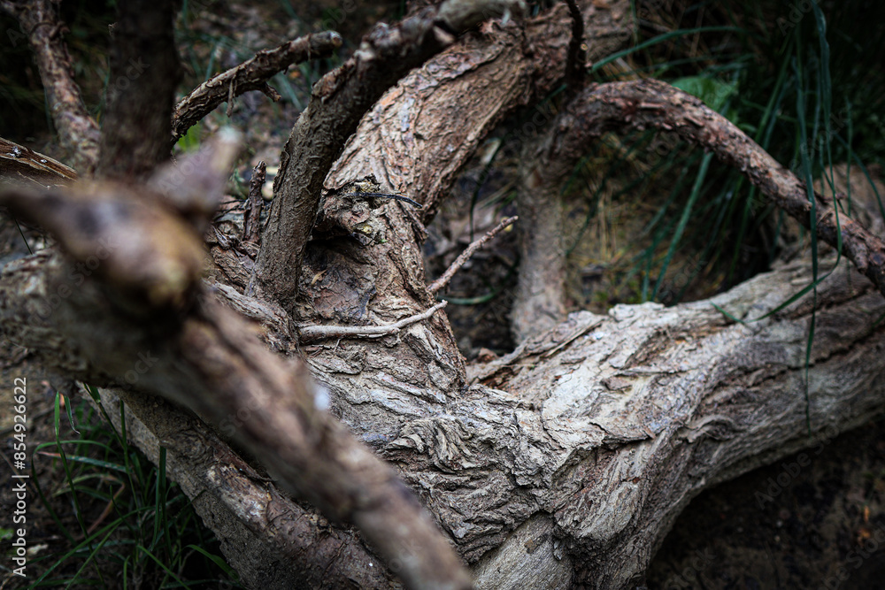 Old wood. A driftwood. Withered tree and branches. beautifully shaped tree trunks that have died and withered Old wood. A driftwood. Withered tree and branches. beautifully shaped tree trunks that have died and withered