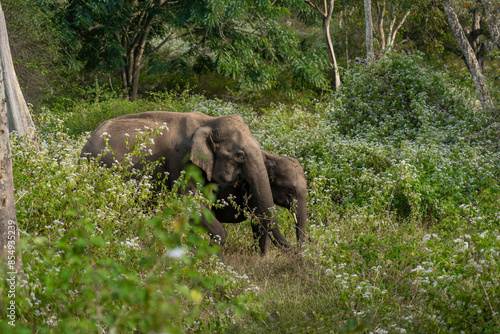 Bandipur National Park, an 874-sq.-km forested reserve in the southern Indian state of Karnataka, India.