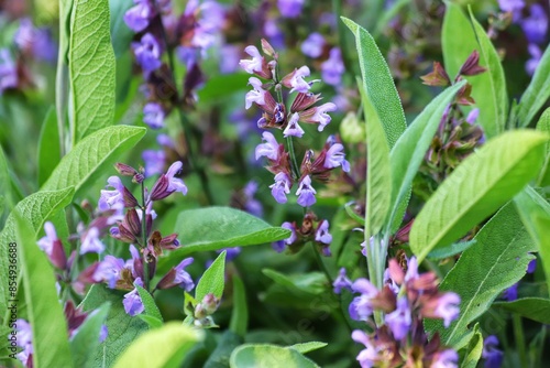 Salvia officinalis. Purple sage flowers in the garden.