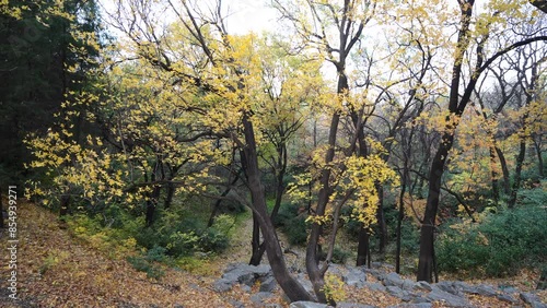 Yellow leaves of Beishan Mountain in Summer Palace in Beijing flutter in the breeze