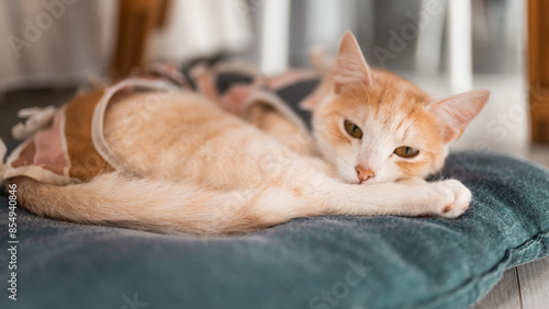 terilized cat in an anti-licking weaning suit. Young kitten wears Surgical Recovery Suit. Cat after surgery. Animal stess. Pet Supplies.	