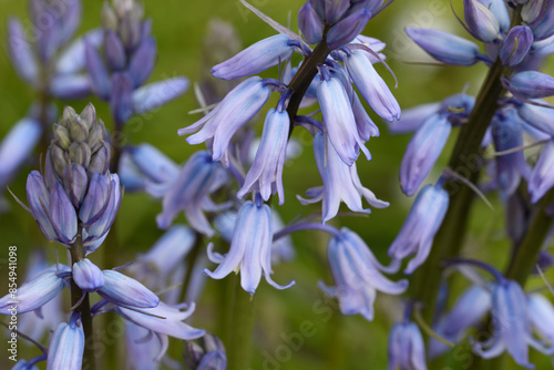 Blue blossoms of the bluebell against a green background photo