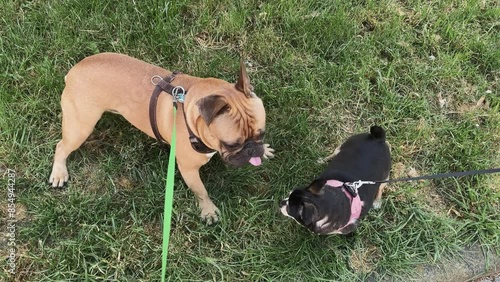 Two French Bulldogs on a playful love rithual bonding at walk in a grassy park photo