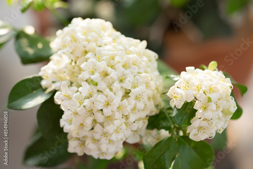 Bunch of white blooming Andaman satinwood or Chinese box tree or Orange Jasmine or Murraya paniculata, flower with green leaves closed up. photo