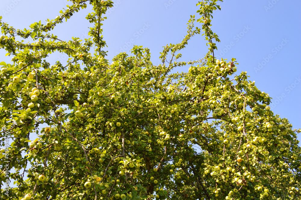 Fototapeta premium Branches with apples.