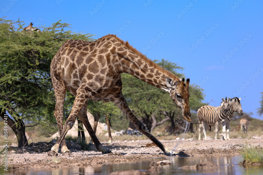 Obraz premium drinking giraffe at a waterhole in Etosha NP