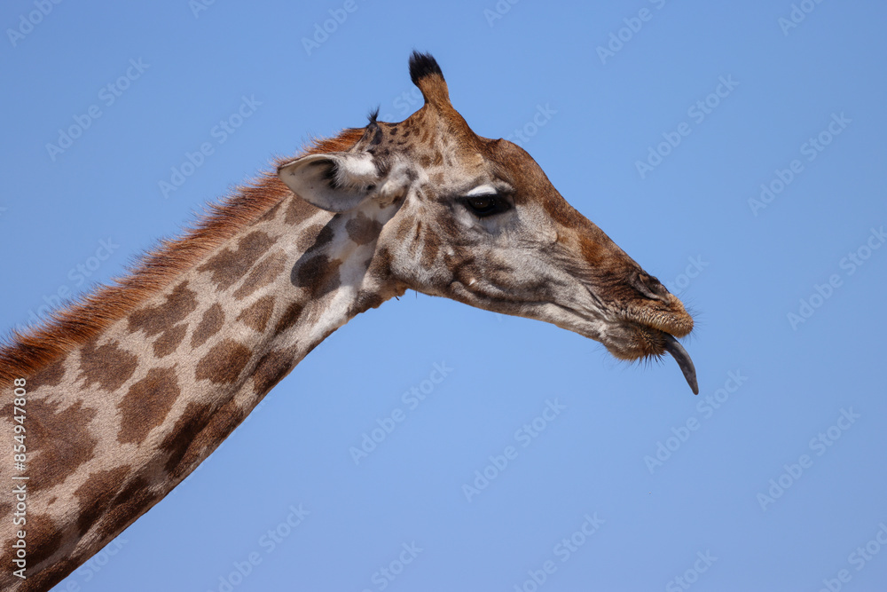 side view portrait of a giraffe showing its tongue side view portrait of a giraffe showing its tongue