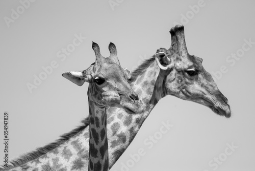 black and white picture of a giraffe couple photo