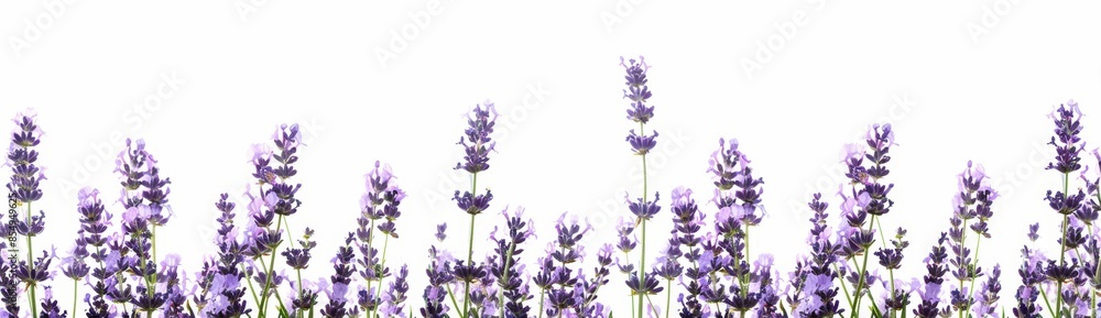 Naklejka premium flor de lavanda sobre fondo blanco