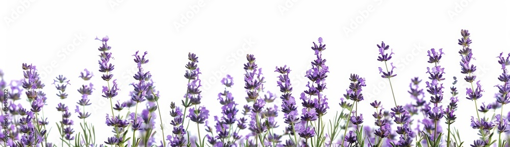 flor de lavanda sobre fondo blanco flor de lavanda sobre fondo blanco