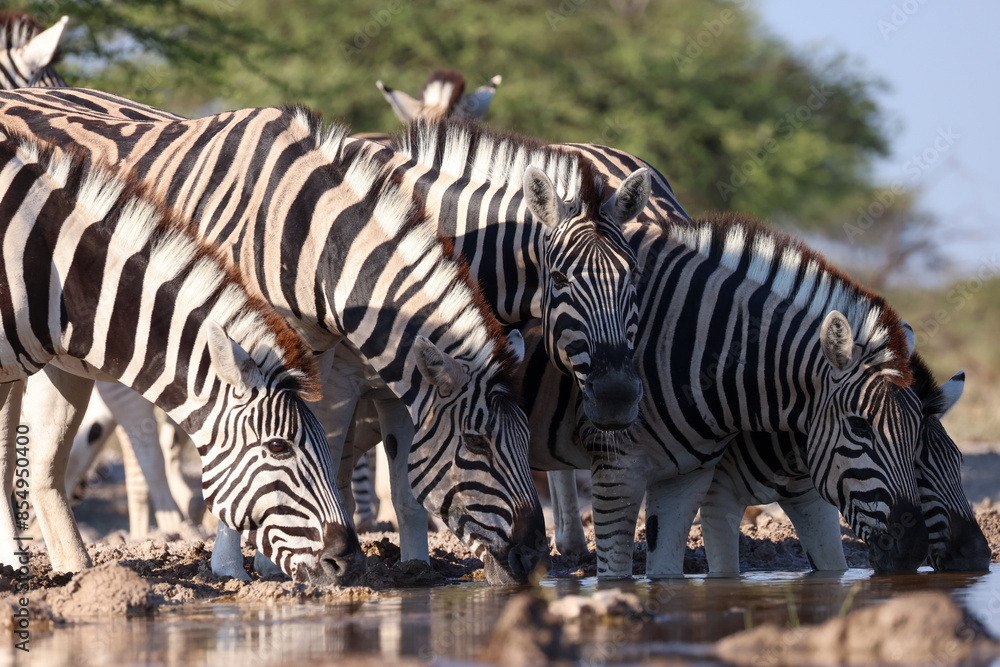 zebras drink at a waterhole in Namibia zebras drink at a waterhole in Namibia