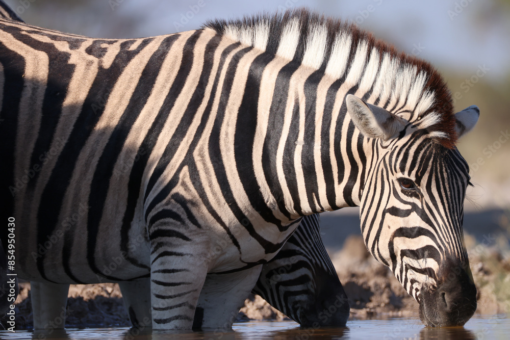 zebras drink at a waterhole in Namibia zebras drink at a waterhole in Namibia