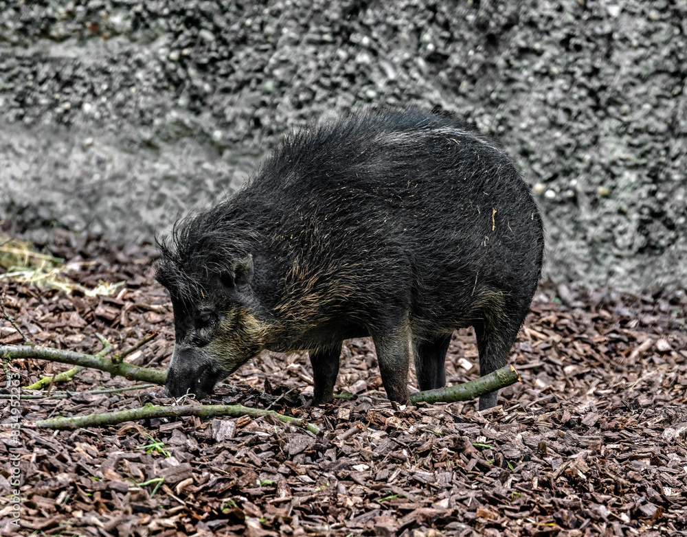 White-lipped peccary digging in the splitters. Latin name - Tayassu pecari White-lipped peccary digging in the splitters. Latin name - Tayassu pecari