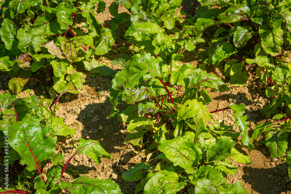 Grządki buraków w ogródku warzywnym | Beetroot beds in the vegetable garden Grządki buraków w ogródku warzywnym | Beetroot beds in the vegetable garden