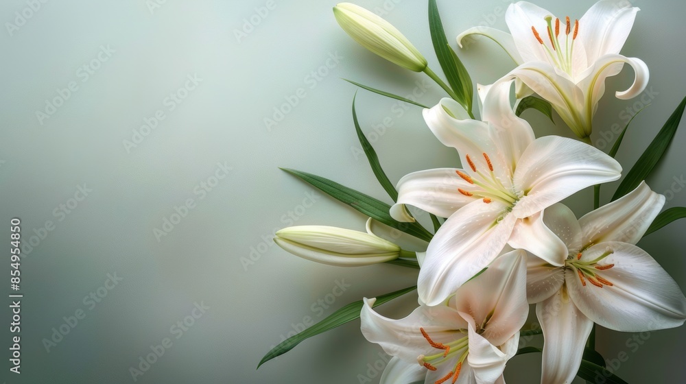 Obraz premium White lily flowers on a pale green background
