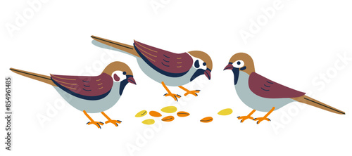 Sparrows eat seeds. Tiny sparrow birds on white background