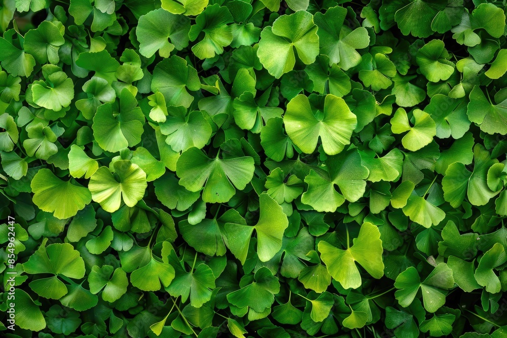 Ginkgo Leaves. Natural leaf texture background. Branches of a ginkgo tree Ginkgo Leaves. Natural leaf texture background. Branches of a ginkgo tree