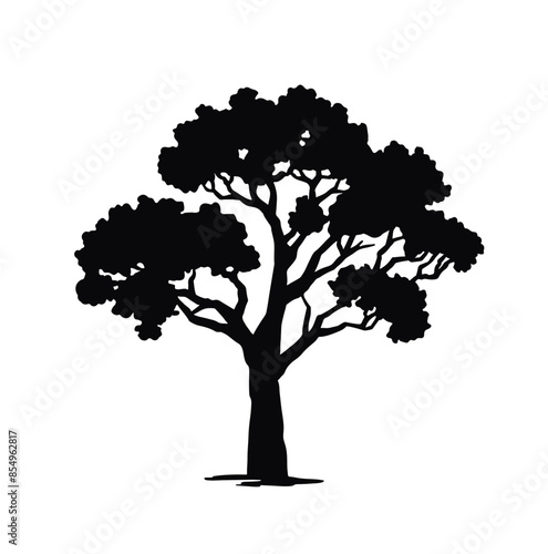 Silhouette of a deciduous Poplar tree. black illustration