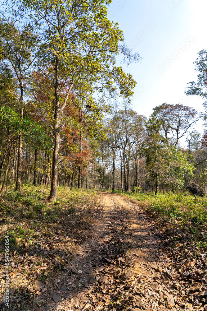 Fototapeta premium path in autumn forest