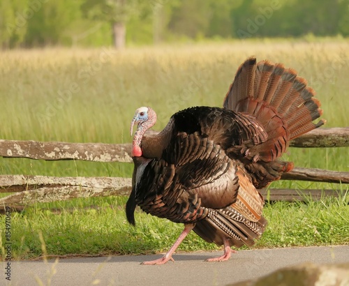 Fotografía Gorgeous Tom Turkey Breeding Plumage Display Showoff