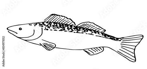 Simple vector drawing with black outline. River freshwater fish pike perch. Fishing gear. Nature, animals.