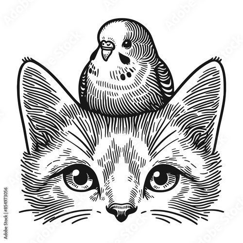 cute budgerigar parrot on a cat's head sketch