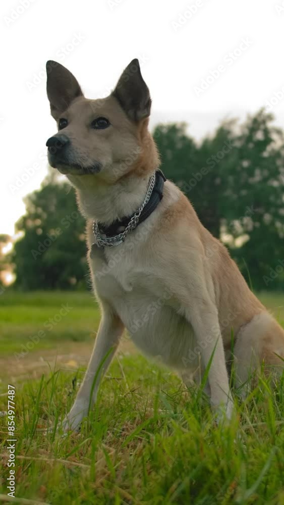 Mongrel dog collars with interest raise it's muzzle in park. A pet, faithful friend looks towards his master. Wide slow motion plan of the dog in the park, dog is man's best friend concept. Vertical Mongrel dog collars with interest raise it's muzzle in park. A pet, faithful friend looks towards his master. Wide slow motion plan of the dog in the park, dog is man's best friend concept. Vertical