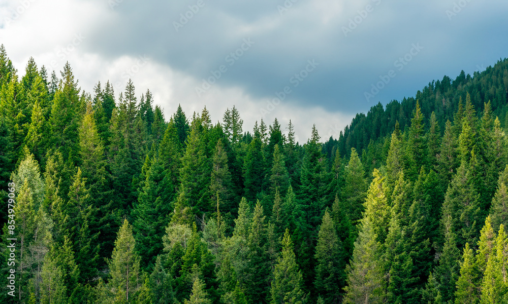 Pine forest #08-202406 Pine forest #08-202406
