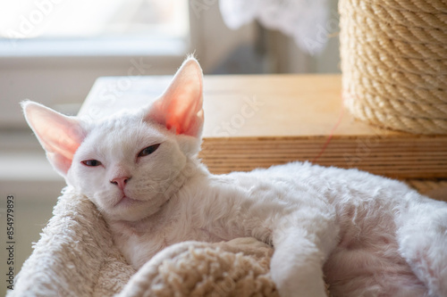 Müde Devon Rex Katze in ihrem Katzenbett photo