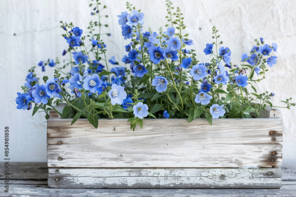 A close-up view of a wooden box filled with blooming blue flowers, set against a white wall A close-up view of a wooden box filled with blooming blue flowers, set against a white wall