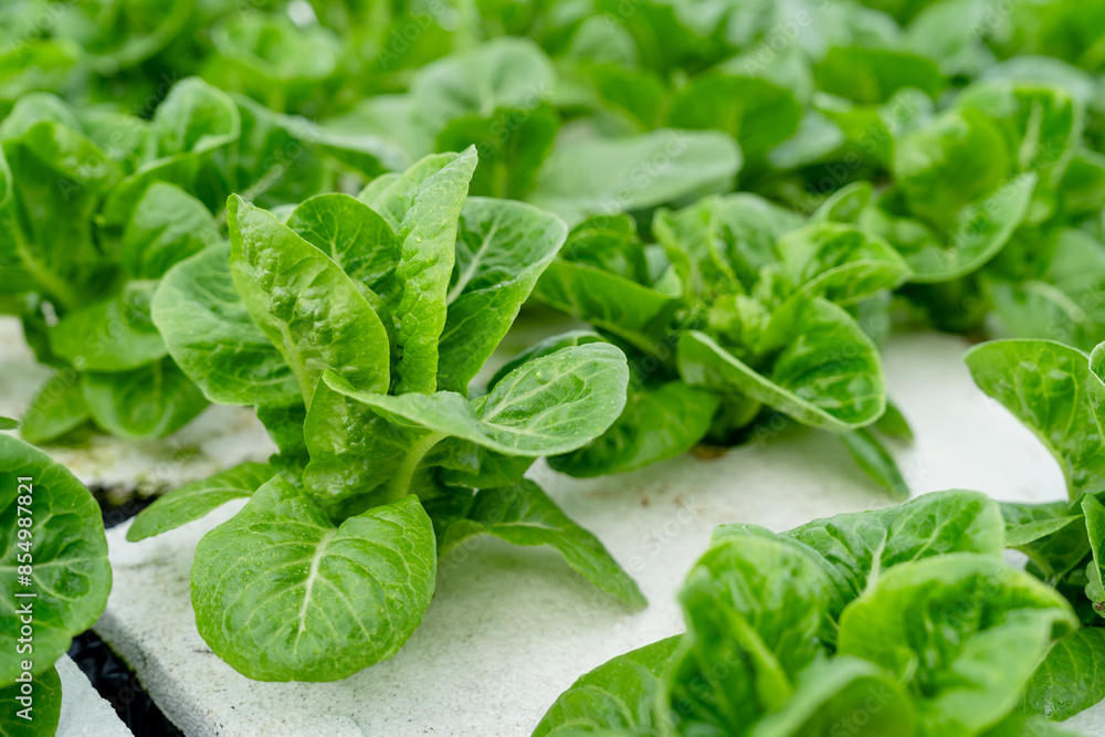 Healthy food. Organic salad grown on soilless water at an organic farm. Healthy food. Organic salad grown on soilless water at an organic farm.