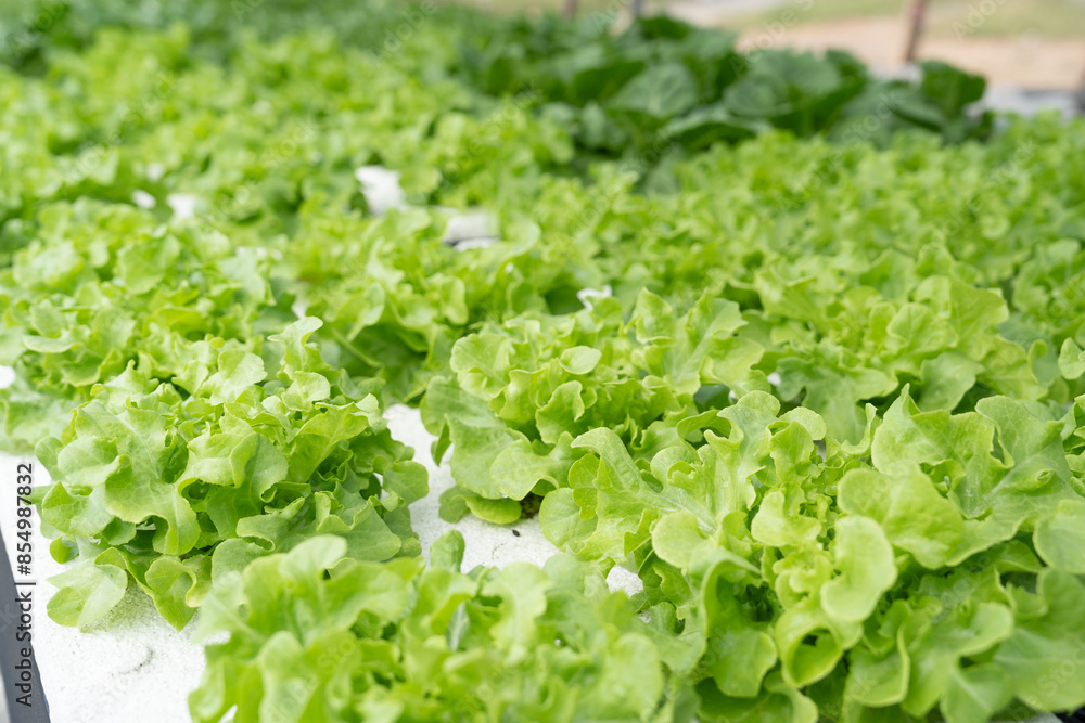Green oak vegetables grown in the garden .Raising hydroponic plants on water without soil, healthy food. Green oak vegetables grown in the garden .Raising hydroponic plants on water without soil, healthy food.