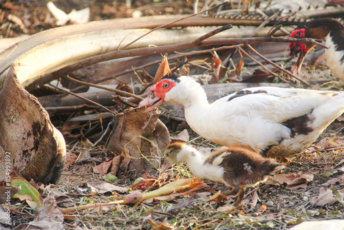 A group of Serati ducklings were following their mother to look for food in the afternoon photo