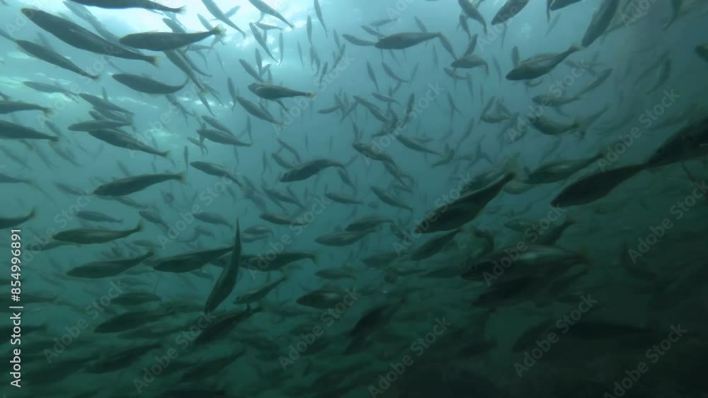 Massive shoal of Cod fishes floats in shallow water on shore zone, Slow motion, Close-up, the Black cod fish or Smallscaled Cod (Notothenia microlepidota) Massive shoal of Cod fishes floats in shallow water on shore zone, Slow motion, Close-up, the Black cod fish or Smallscaled Cod (Notothenia microlepidota)